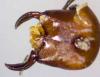 Polyergus rufescens